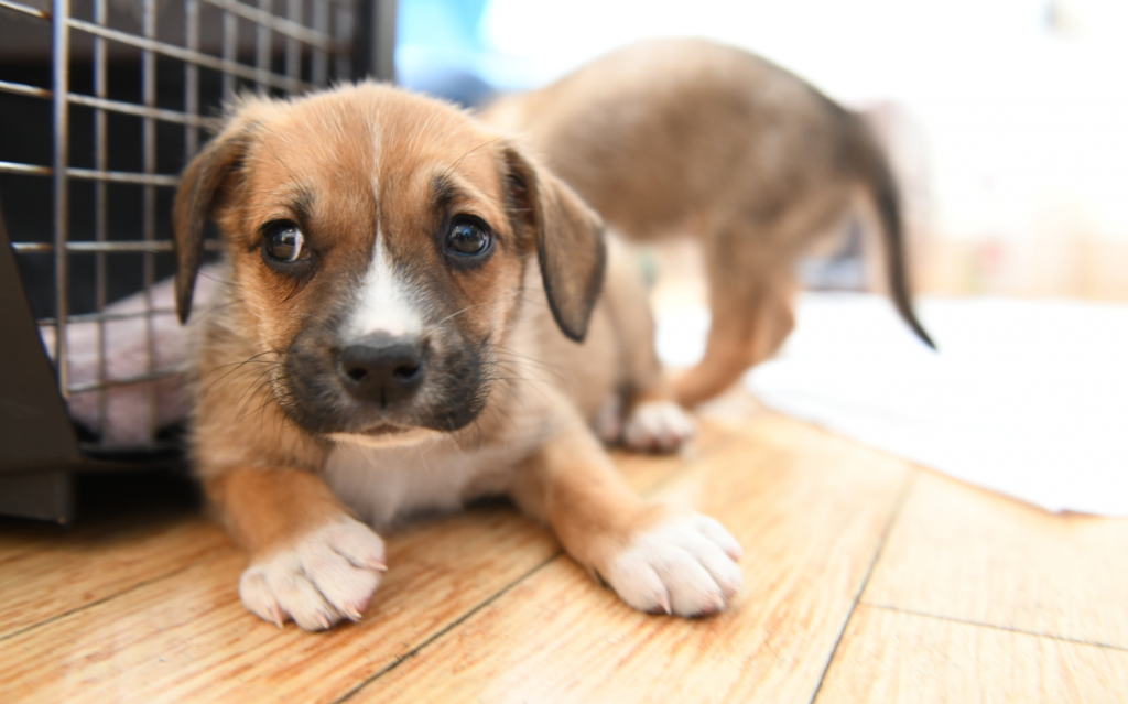 Puppy Party at TechChange!